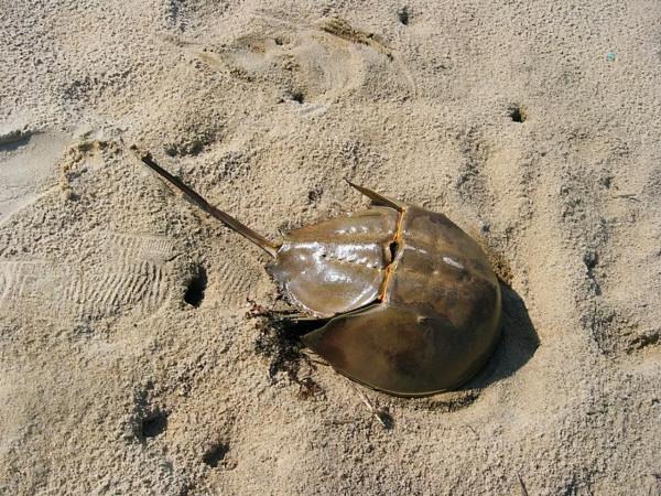 福建古雷：在無人的孤島上露營