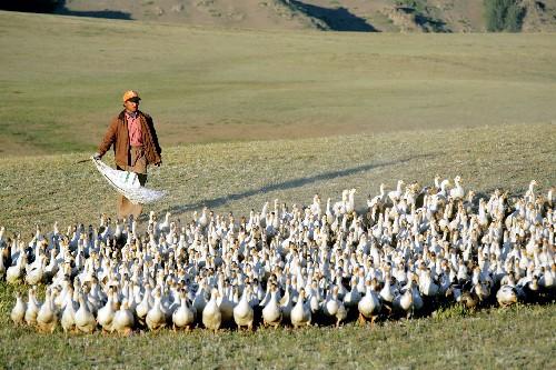 印度蝗災或向中亞擴散，新疆地區或迎來危機？“滅蝗大戰”白熱化