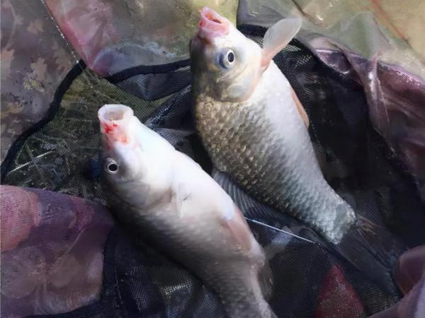 為什麼野釣鯽魚不建議浮釣？看完這幾條理由，你就明白了