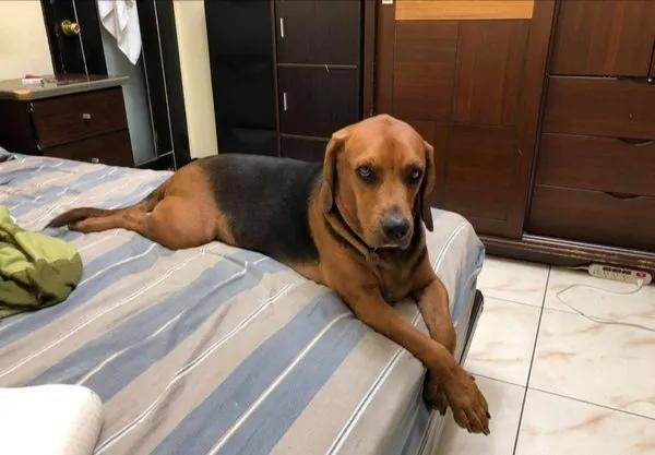 「聽到媽媽電話叫肉」貪吃狗露賊賊笑容，她傻眼：這小子成精了？