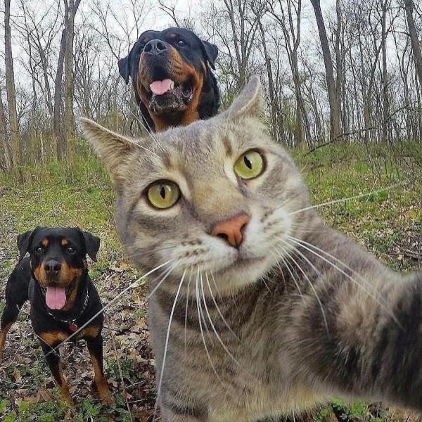 貓咪和狗狗不是天敵嗎，他們竟然在一起自拍，驚訝到我了？