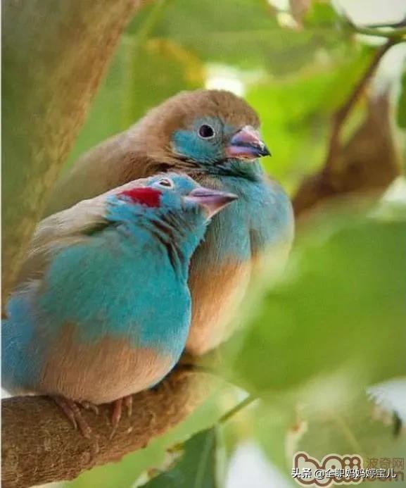 分享——比翼鳥