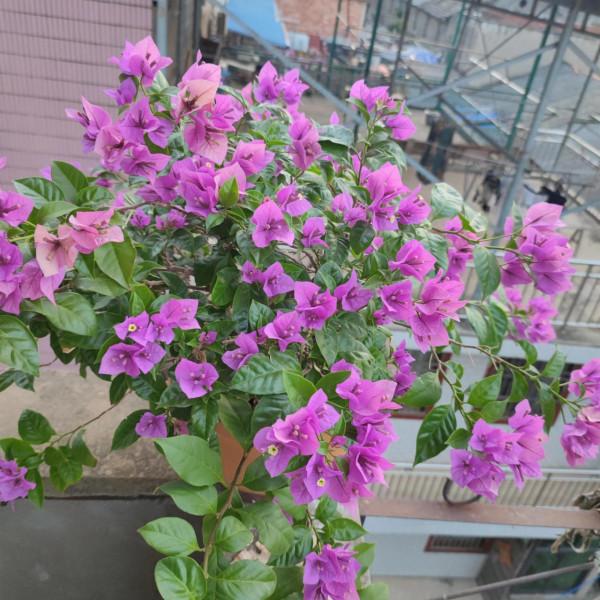 三角梅請大家欣賞