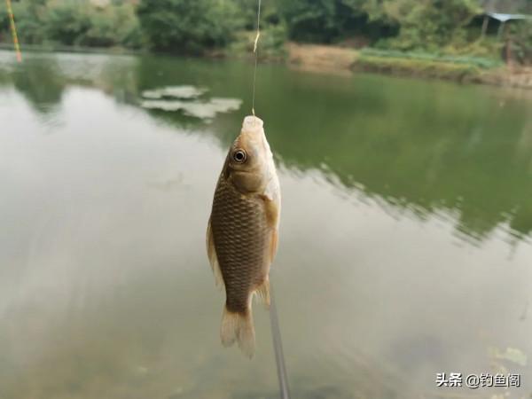 有魚不好好釣,非作!盤點釣魚人4種畫蛇添足的行為 有魚不好好釣,非作!盤點釣魚人4種畫蛇添足的行為