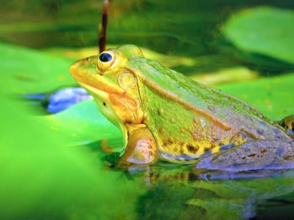 隨筆系列六十四：上了一當又一當，噹噹不一樣（第一當）