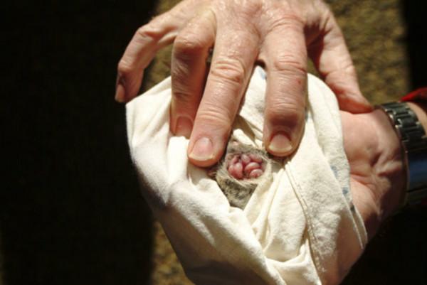 自殺式繁殖,為了後代丟掉自己生命,大自然如何讓動物走向極端? 自殺式繁殖,為了後代丟掉自己生命,大自然如何讓動物走向極端?