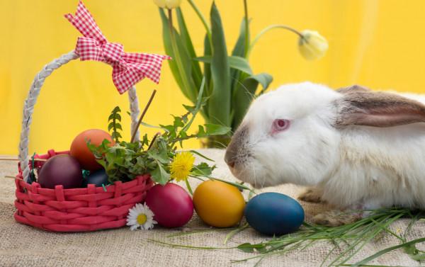 小兔子的腳一直流血怎麼辦 小兔子的腳一直流血怎麼辦