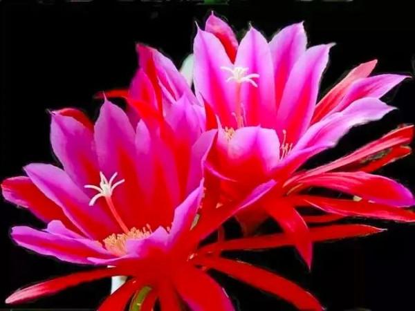 分享：花開並蹄，開得如此燦爛唯美，奇觀美景，令人陶醉