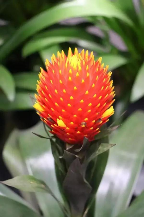 世界金獎醉美的花卉