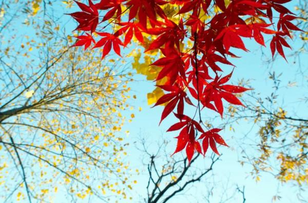 白居易詩中的秋天，賞一樹秋色，享一世安暖