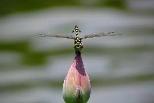 與直升機最為相似的一種蜻蜓 大團扇春蜓