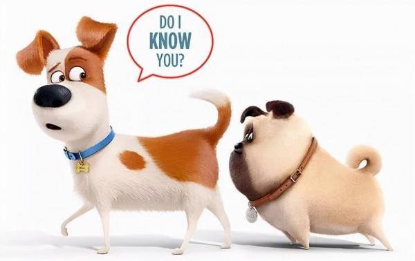 狗狗一見面,為什麼會先“聞屁股”?科學研究這是彼此交流的方式 狗狗一見面,為什麼會先“聞屁股”?科學研究這是彼此交流的方式