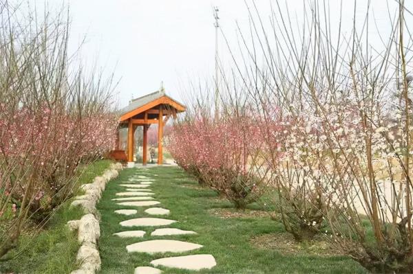 「問花村」暗香湧動！千畝梅花盛開啦