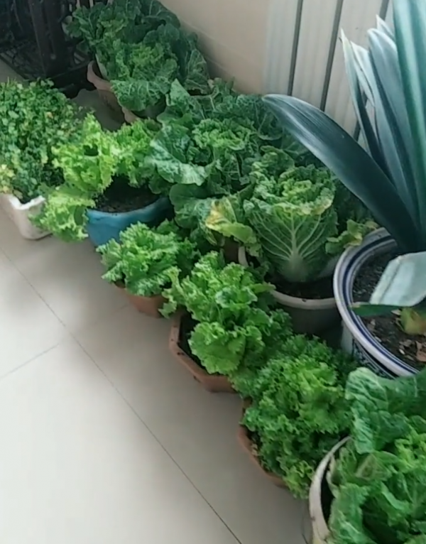 4種“大葉菜”,下雪天也凍不死,寒冬臘月照樣有菜吃 4種“大葉菜”,下雪天也凍不死,寒冬臘月照樣有菜吃