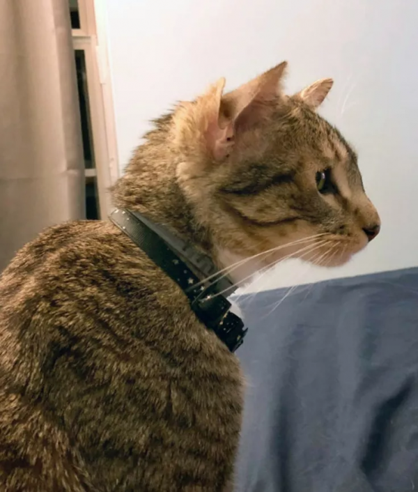 鏟屎官只想領養一隻小貓咪，卻一不小心，領回了一隻全球限量款