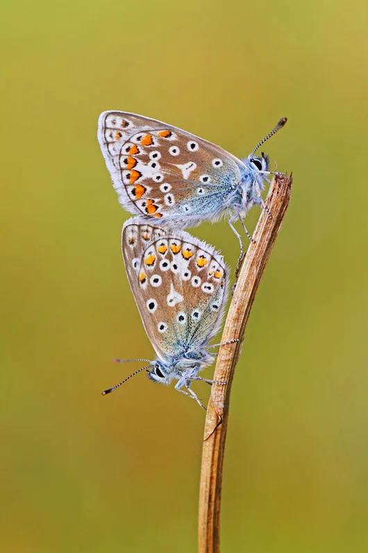 分享——美麗的蝴蝶