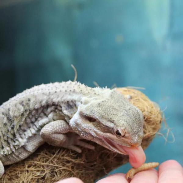 麵包蟲的各種八卦 麵包蟲的各種八卦