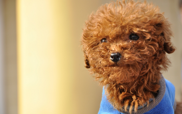 聰明可愛的泰迪也會惹人生氣，懲罰時也要注意方法，別再這樣做了