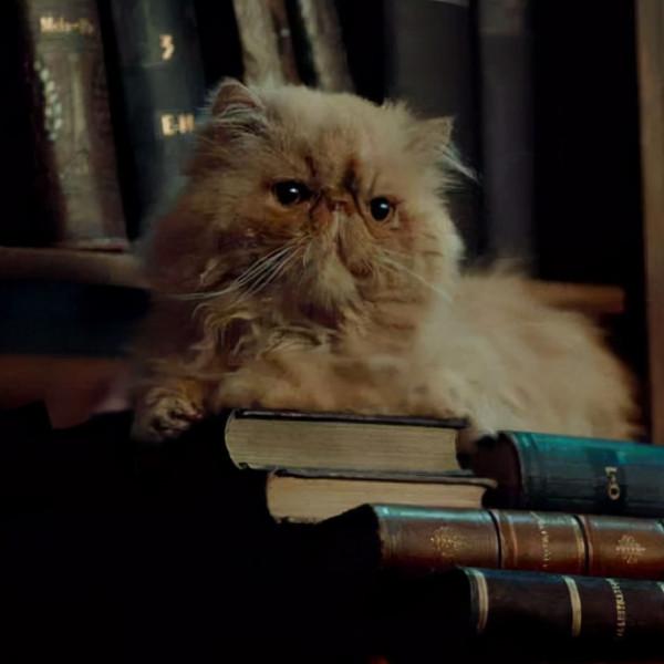 《哈利波特》赫敏的貓克魯克山是何來歷？它曾屬於波特一家？