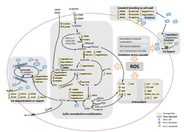 生物鎘響應異型同功問題研究獲進展 生物鎘響應異型同功問題研究獲進展