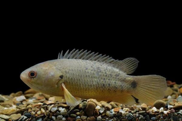 魚的記憶只有7秒？金魚本魚回應了