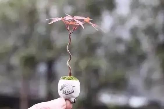 分享：拇指盆景，盆景雖小見天地，真的是太美了