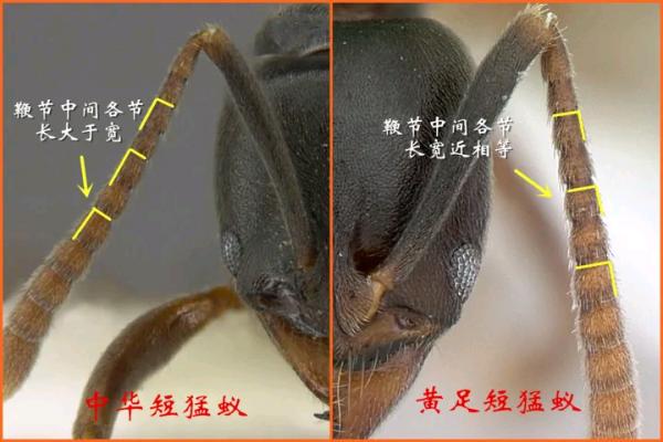 中國常見動植物(動物篇八)