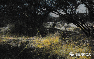 老照片 七十年代的非洲肯亞 非洲第一個野生動物園