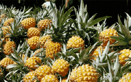 鹽水浸泡可以殺滅菠蘿蛋白酶嗎? 鹽水浸泡可以殺滅菠蘿蛋白酶嗎?