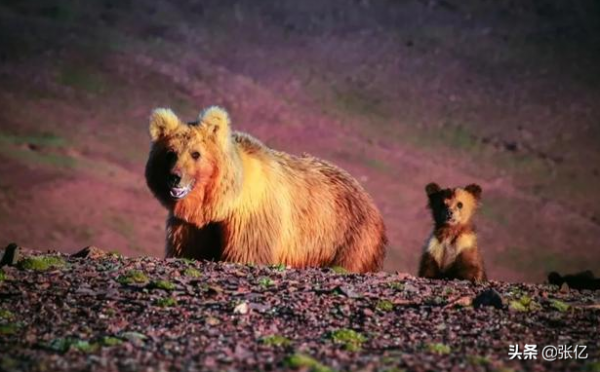 可可西里從來不拒絕生命，只拒絕人類