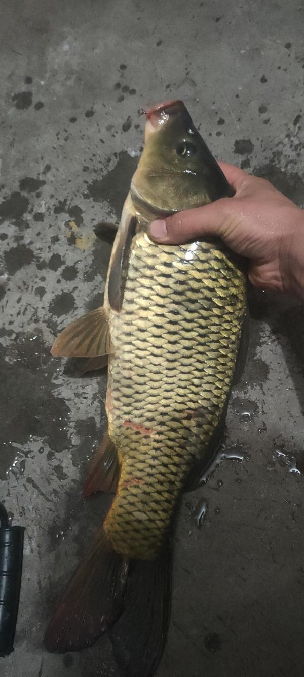 「十週年」深秋夜釣餌料使用要講究