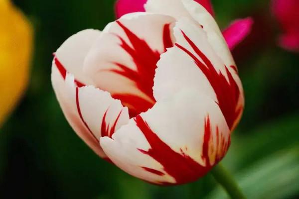 「隨筆」永遠的祝福