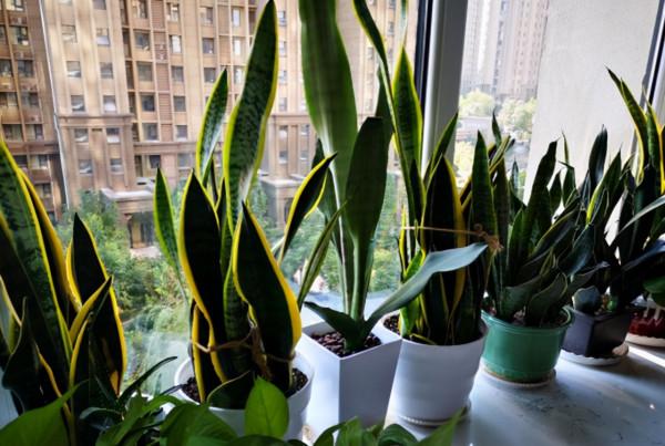 10月養這“6種花”,切記要多曬,利於生長和開花 10月養這“6種花”,切記要多曬,利於生長和開花