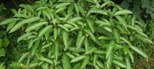 元氣滿滿——十齒花