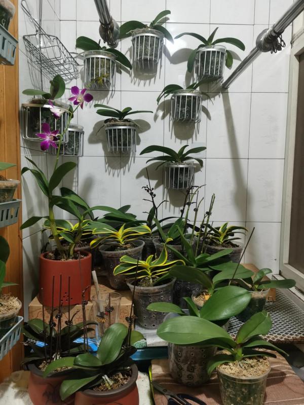 四顆出花劍了 四顆出花劍了