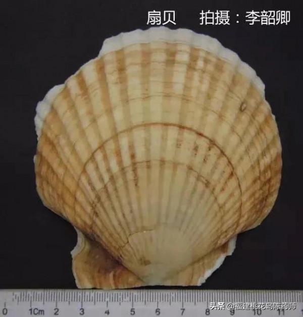 分享李紹卿老師拍攝的三十四種動物藥