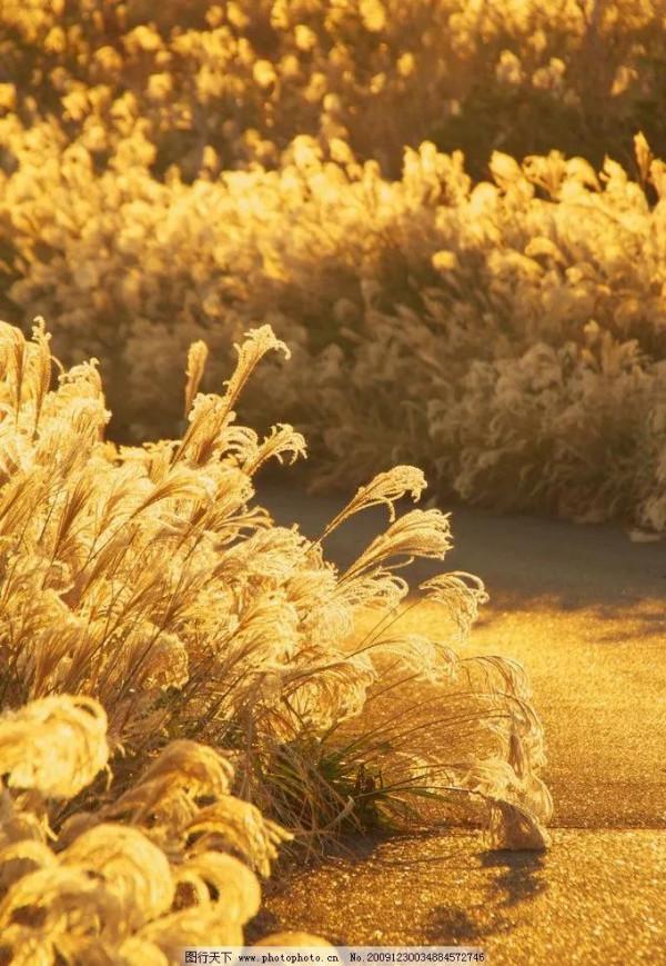 打卡第八十天 清水辟穀減肥第七十三天