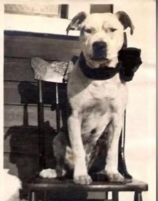 買狗看血統,是大師還是紙上談兵? 買狗看血統,是大師還是紙上談兵?