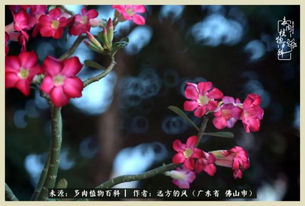 我若盛開，蝴蝶愛來不來