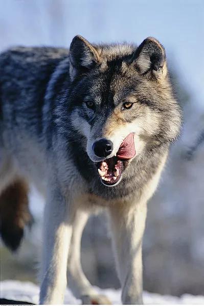 大灰狼的故事 大灰狼的故事