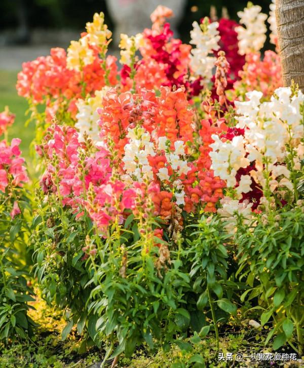 秋天買什麼花？這20種花建議選幾個，好看又好養，秋天買沒錯