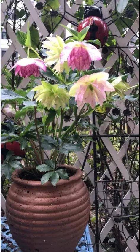 6種“漂亮花”,天生不怕“冷”,現在養錯不了 6種“漂亮花”,天生不怕“冷”,現在養錯不了