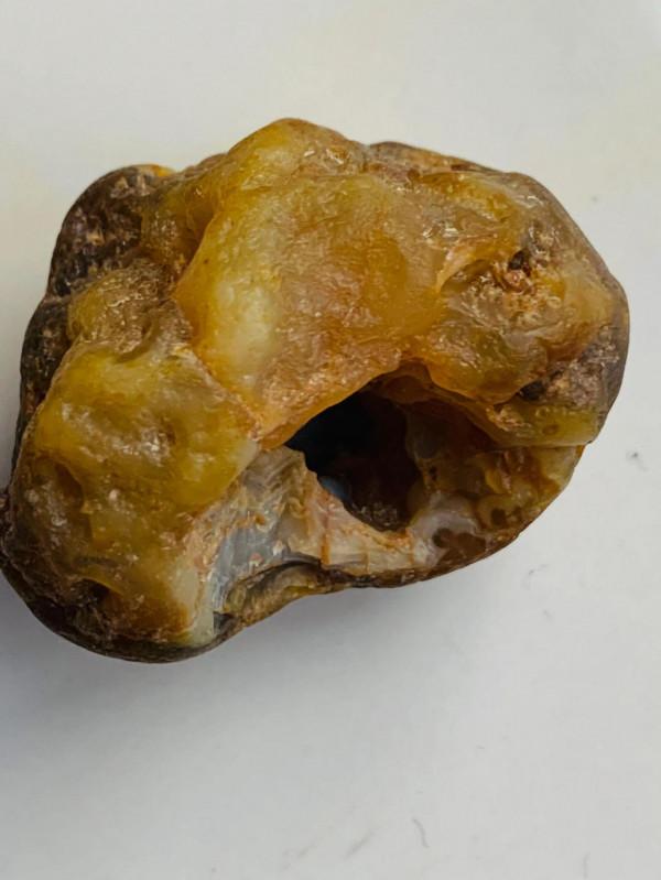 瑪瑙貝類古生物化石