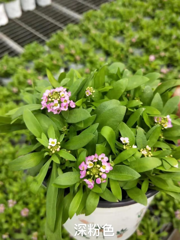 每年都搶著買的香雪球，種在花園裡引人駐足，流連忘返