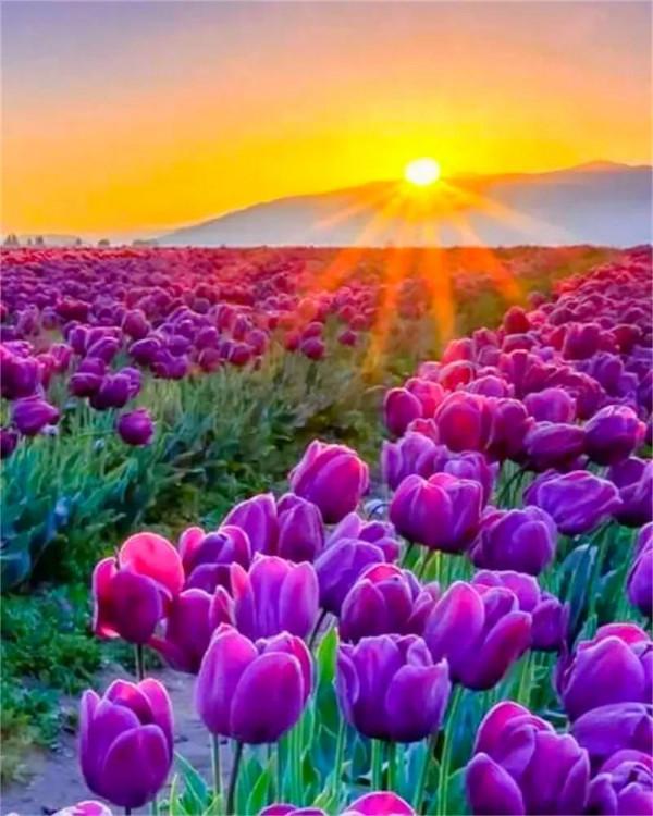 分享：五彩斑斕，千姿百態的花海，視覺盛宴，像仙境一般美麗