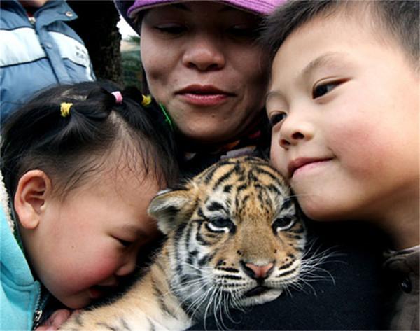 為什麼貓被捏住後頸會變乖?拿捏老虎的後頸,它也會站著不動嗎? 為什麼貓被捏住後頸會變乖?拿捏老虎的後頸,它也會站著不動嗎?