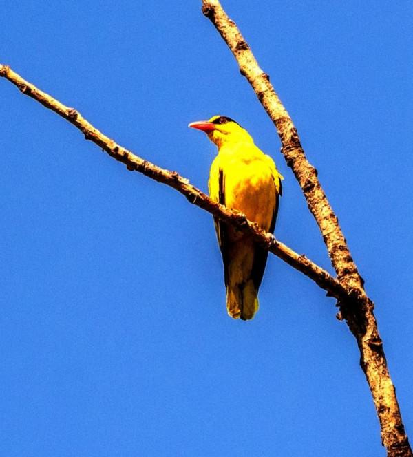 北京門頭溝生態改善引百鳥 冬季永定河成珍禽樂園
