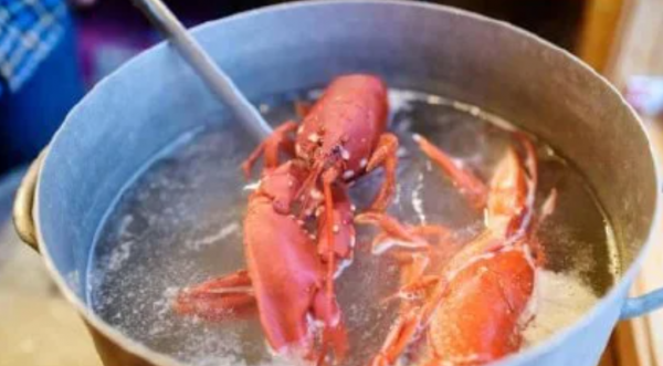 英政府呼籲:禁止活煮蝦蟹,因為它們會痛 英政府呼籲:禁止活煮蝦蟹,因為它們會痛