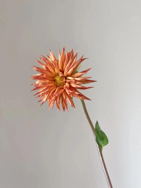 植庫‖豐富多彩的大麗花竟被冠為慘案之名？