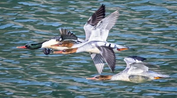 蔣建輝:那幾只讓我牽腸掛肚的“鴨” 蔣建輝:那幾只讓我牽腸掛肚的“鴨”